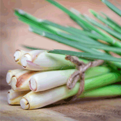 Relieve a Dry, Itchy Scalp Naturally | Lemongrass plant up close