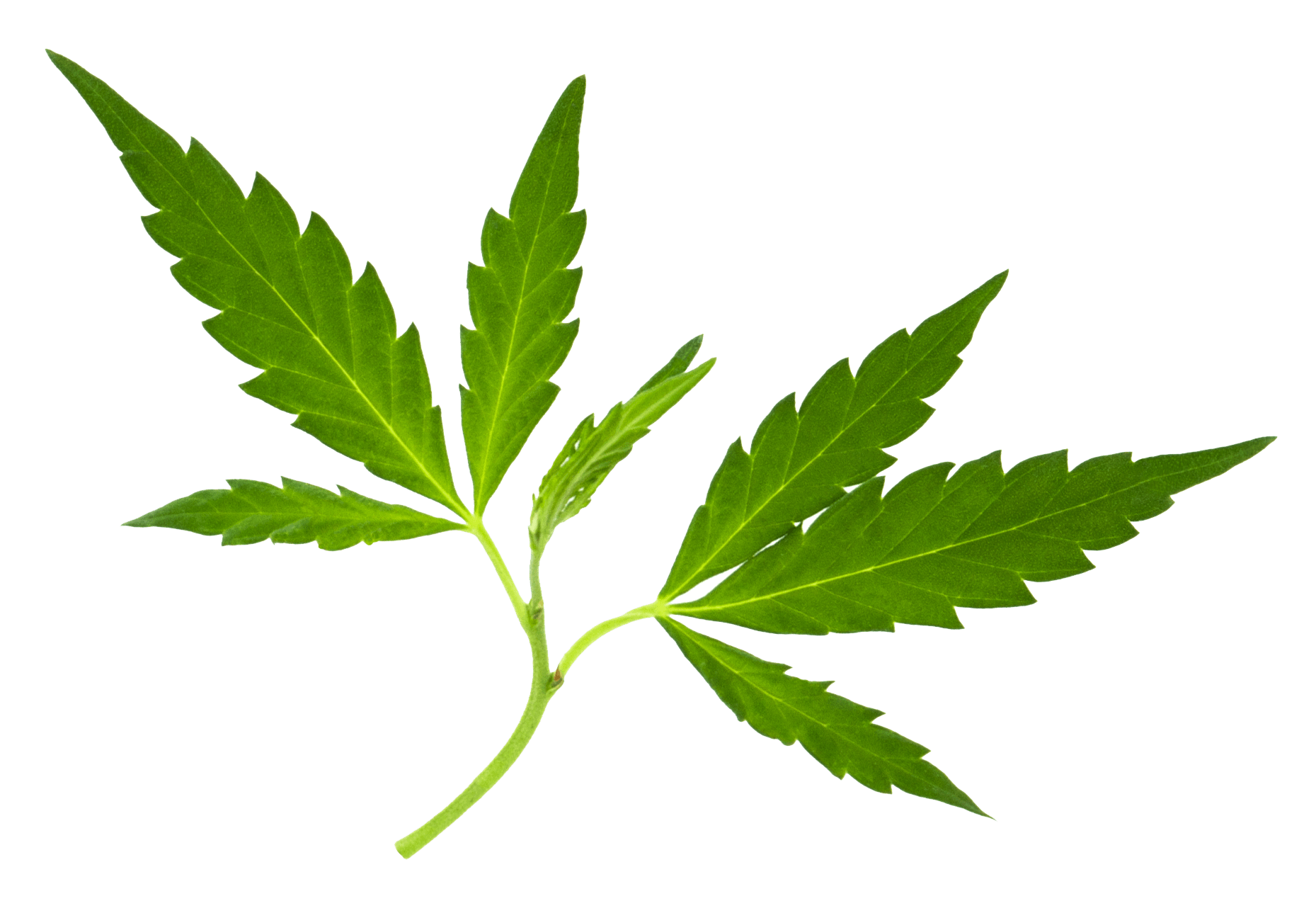 Hemp-Leaf-2