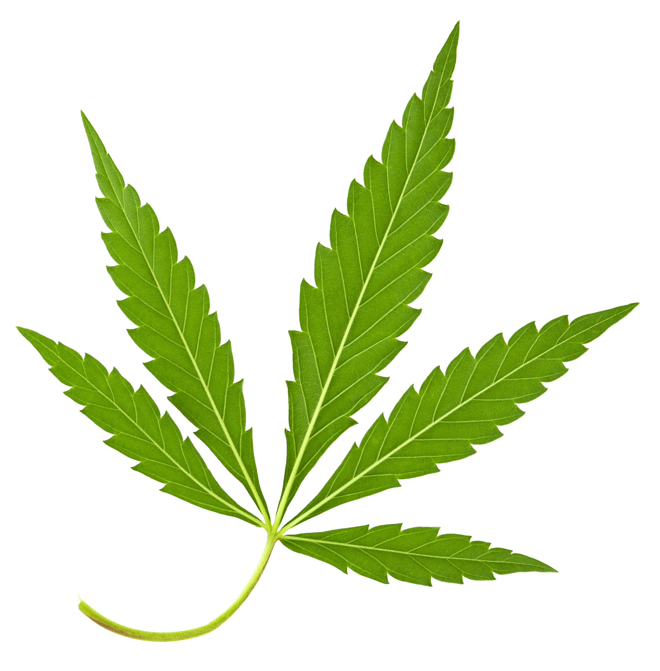 Hemp-leaf-4