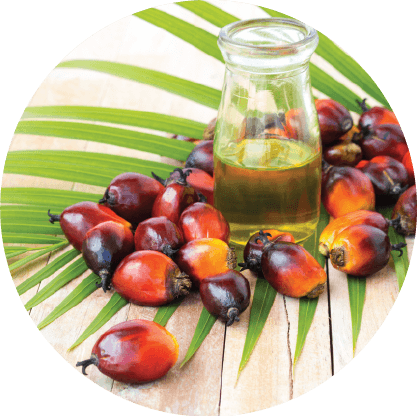 Safflower Oil